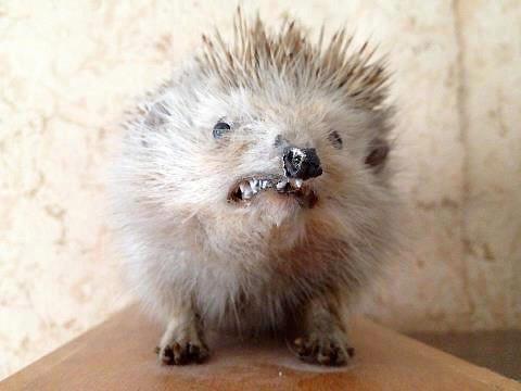 Carrie_Jayne's tweet photo. “@CrapTaxidermy: When somebody asks you if you think their baby is cute... http://t.co/fyHwtVdByN”@Chase_Allen13
