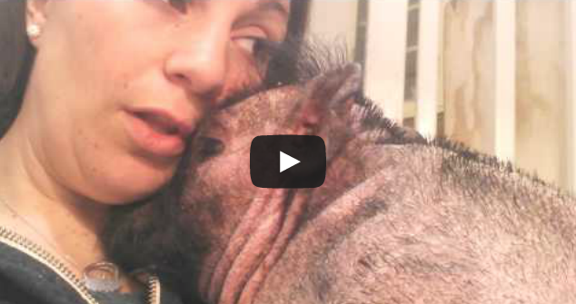 MercyForAnimals's tweet photo. WATCH: Lullaby Comforts Sick Little Piggy -- Wish all farmed animals were loved like this. http://t.co/yTbLVp5nHH http://t.co/SpSbJZXUMj