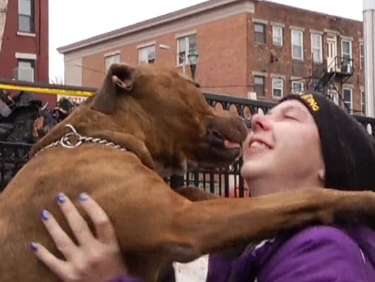 ChilternDogs's tweet image. Dog found alive 8 days after an apartment fire lifewithdogs.tv/2015/04/dog-fo…