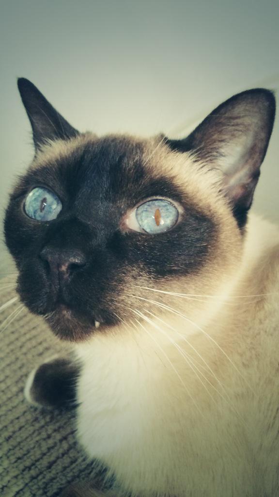 Look at my beautiful little wonky fanged girl.