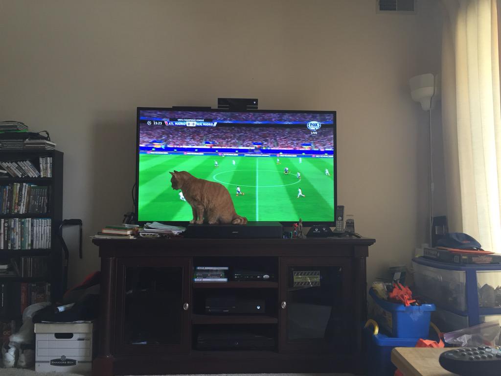 paulotwopointo's tweet image. I hope no goals are scored in the next few minutes. #catworldproblems