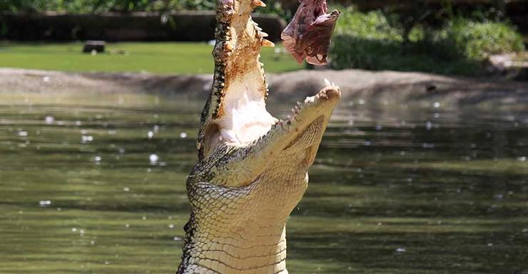 Croc ‘craziness’: attack sparks capture calls bit.ly/1ypsMhO #fnq #golf #qld