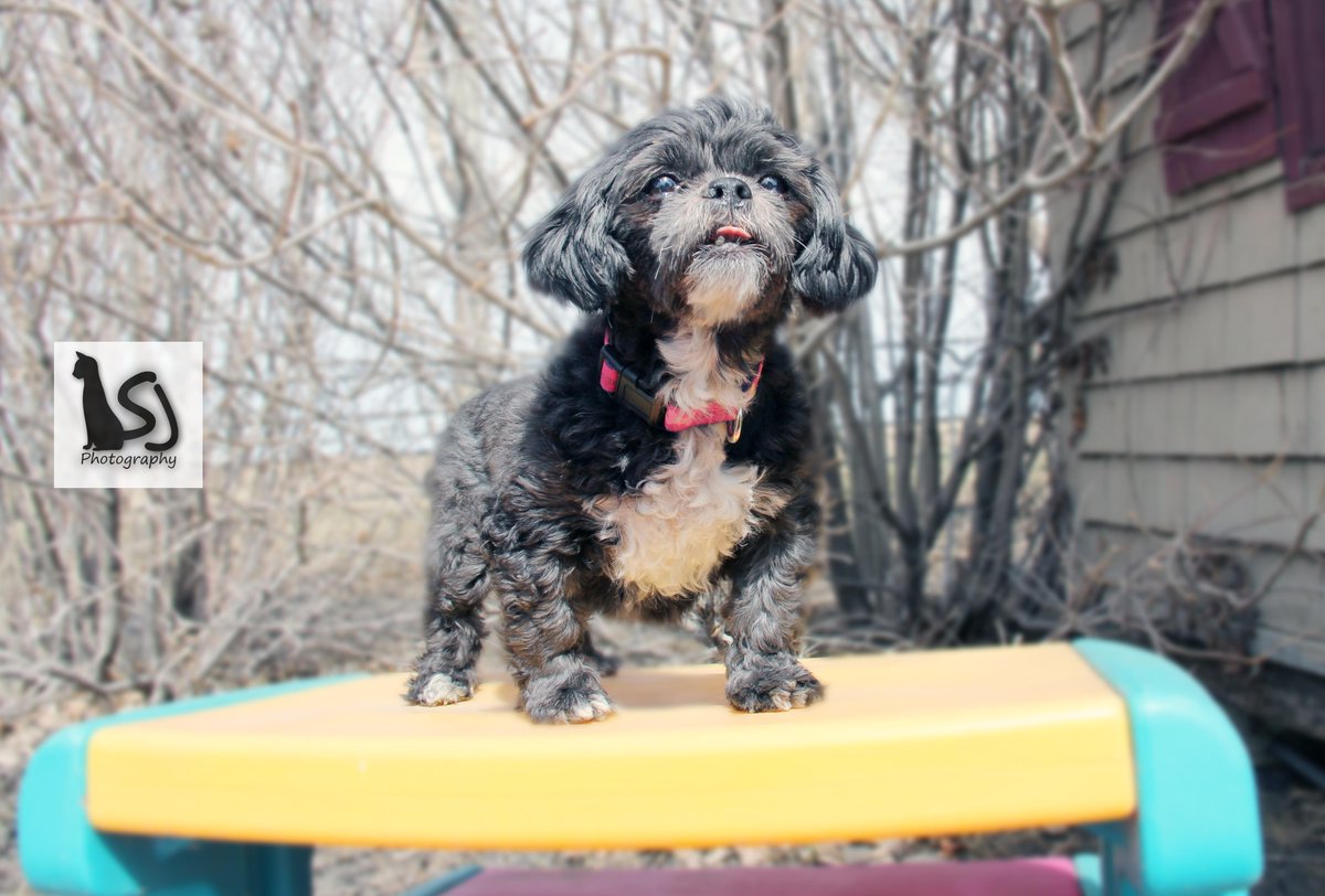 This cutie is adoptable through <a href="/ARTSSeniors/">ARTS Senior Animal Rescue</a> #adoptdontshop #rescuedog #cutedog