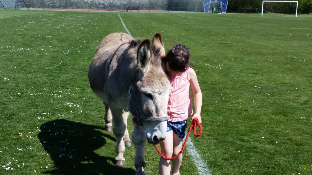 Danny Donkey & Pals tweet media