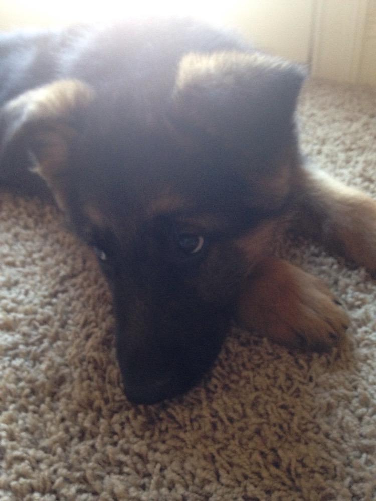 5Rachelmitchell's tweet image. My dog zeke 8 weeks