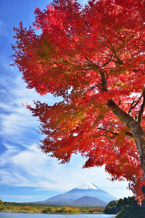 PicEarth_'s tweet photo. Scarlet Japanese Maple Leaves http://t.co/JehPF6Q4c1