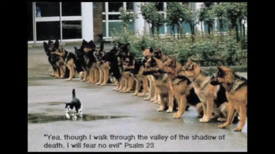 5Rachelmitchell's tweet image. I like dogs better then cats 😱♥️