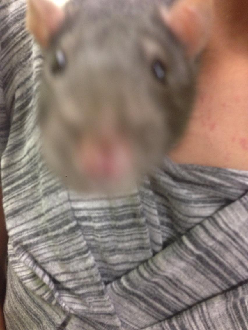 RPCompass's tweet image. Our classroom is infested!