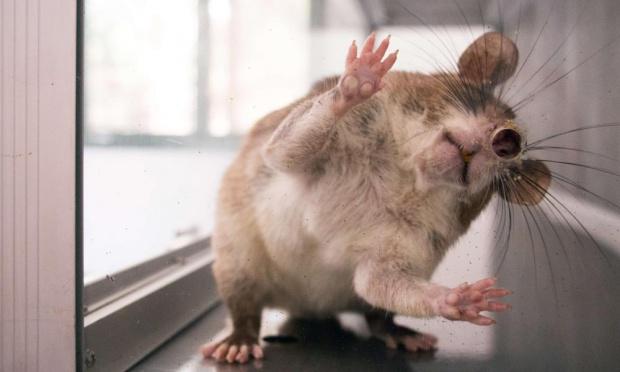 Rats saving lives?  One of our clients in the news again. bit.ly/1FRDA8i <a href="/HeroRATs/">APOPO</a>