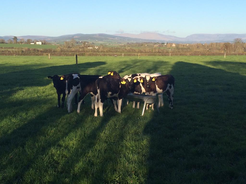 MichaelT1992's tweet photo. First of the calves out ten days now, weaned 2 weeks, barely eating 1kg conc #greengold #happycalves #qualitygrass http://t.co/asXX6bcuzB