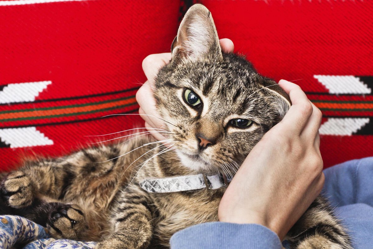 rbcinsurance's tweet photo. Volunteering is the purr-fect way to help your community! #RBCer Debbie helps on weekends for @THS_tweet #NVW2015 http://t.co/554ixpobMm