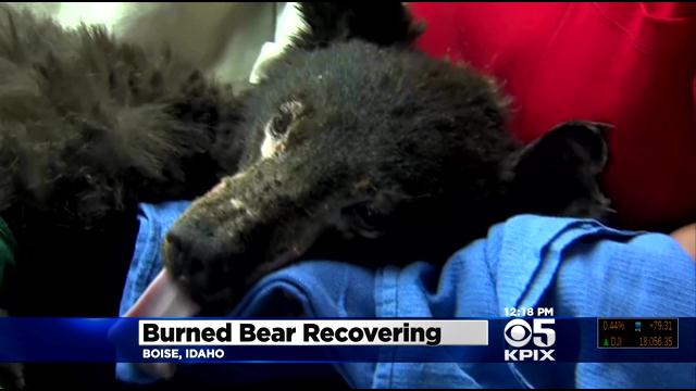KPIXtv's tweet image. This bear badly burned in a wildfire is preparing for her release back into the wild: sanfrancisco.cbslocal.com/video/11388686…