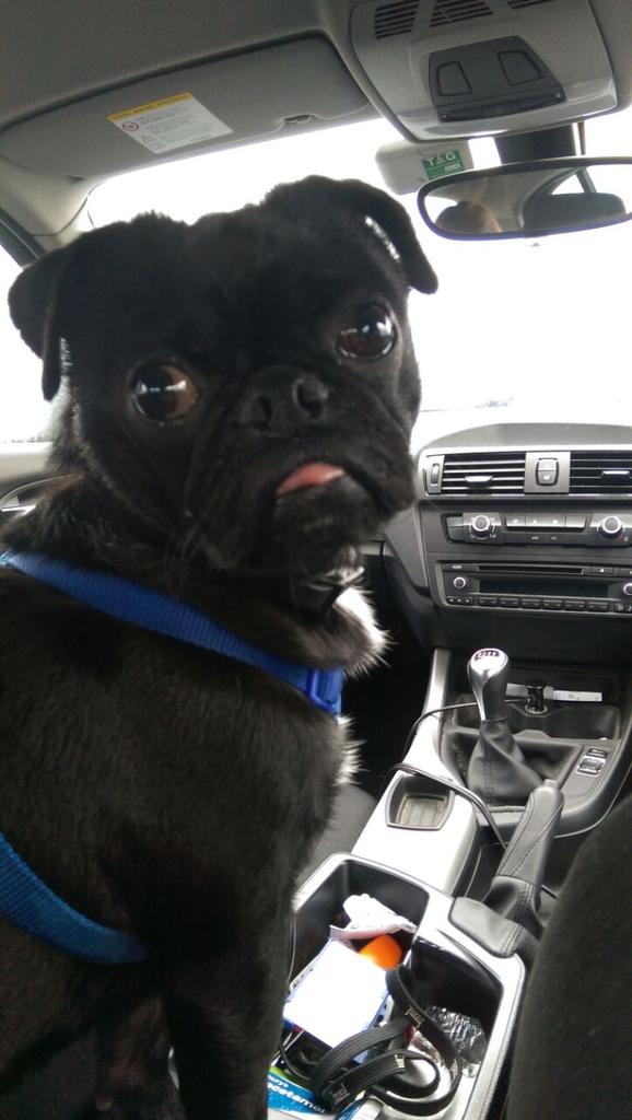 Puppy_Lo's tweet photo. #TongueOutTuesday #chiefnavigator http://t.co/XUsfJ9IAq8