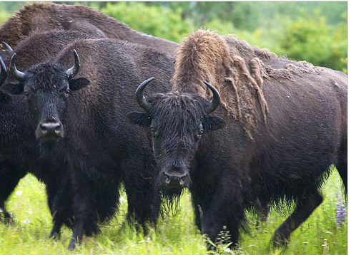 CanGeo's tweet photo. Did you know wood bison are the largest land animal in North America? #TriviaTuesday http://t.co/NhIaAvT091 http://t.co/zuVUUA55AF