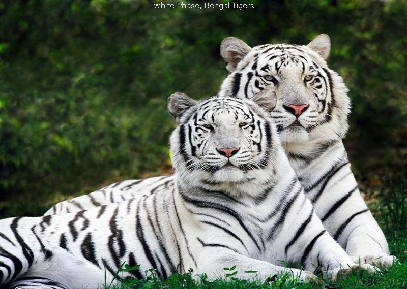 Liferaftgroup's tweet image. #Whitetigers are some of the rarest animals in the world. #ShowUsYourRare #Supportrarediseases