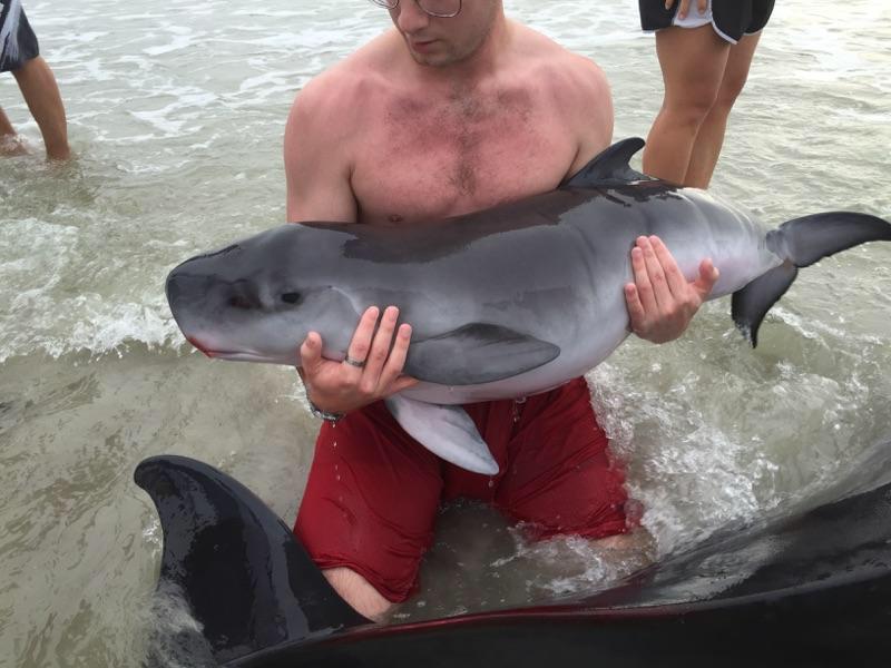 sarahkeartes's tweet photo. 2 Pygmy sperm whales euthanized after stranding in Florida http://t.co/UqHLkBqlZU #cetaceans #strandingnetwork http://t.co/zubK6B2Tp5