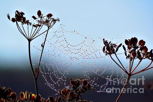 New artwork for sale! - "Web of Dew" - fineartamerica.com/featured/web-o… <a href="/fineartamerica/">Fine Art America</a>