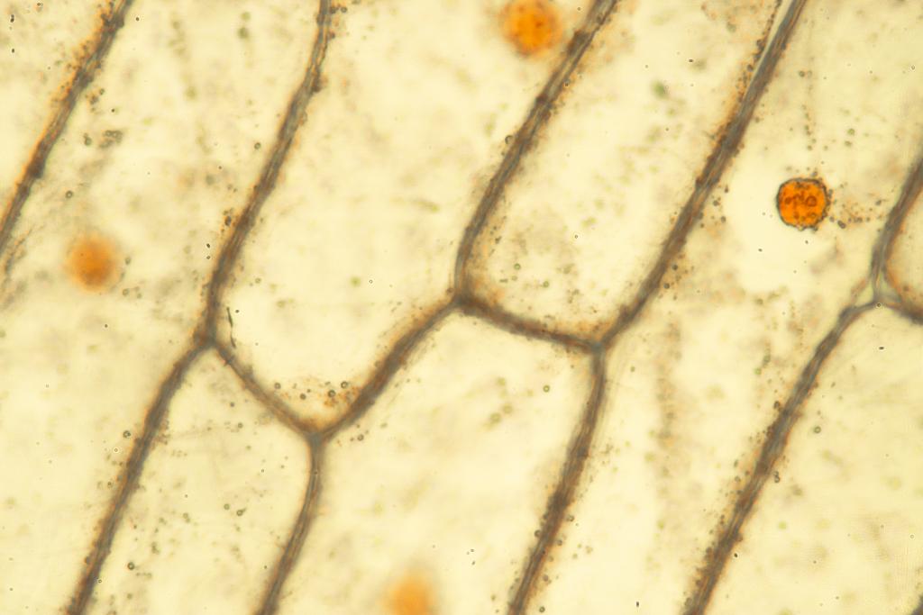 GeorgeZhou18's tweet photo. #OnionCells #FirstTweet #FirstTimeHashtag http://t.co/JYlLIzi1Br
