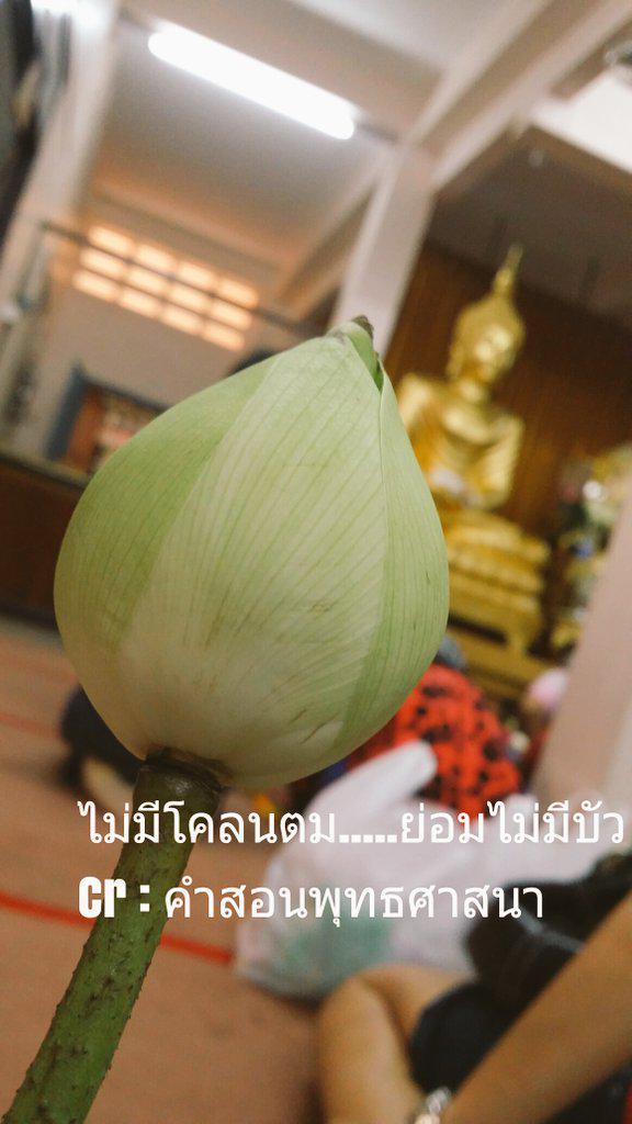 prawphanplus tweet picture