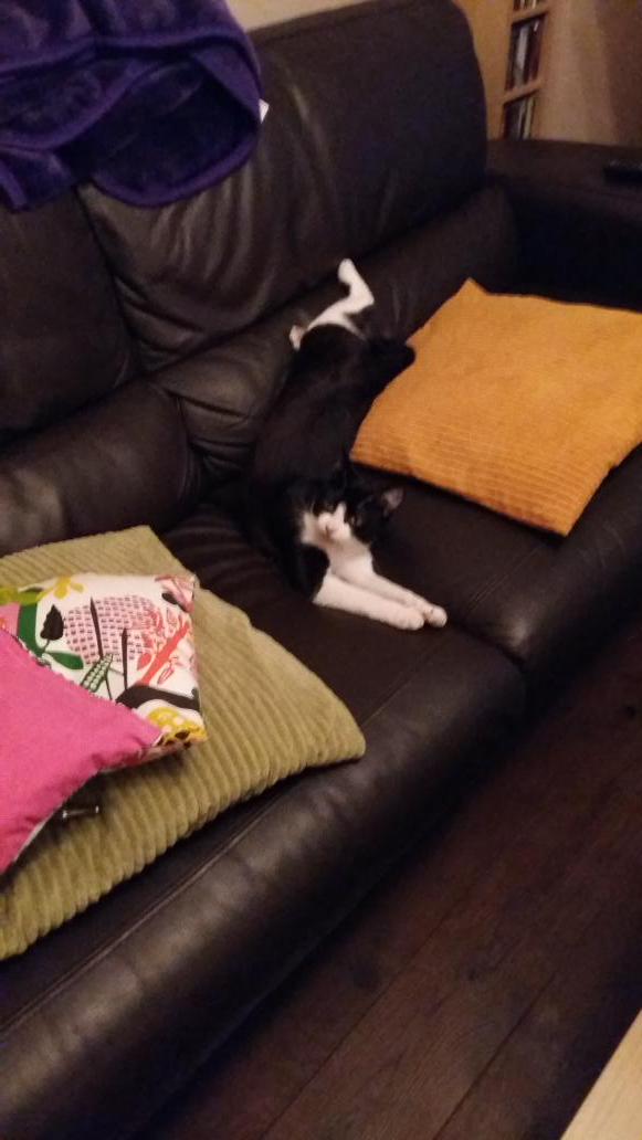 yourveryhelpful's tweet photo. @royisacat comfy? http://t.co/Q5YqPfaKyV