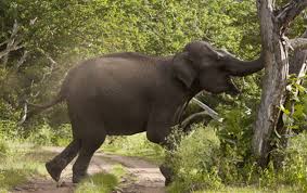 NoAnimalPoachin's tweet photo. COMMENT/#Africa/#Ghana/#video: #Farmer #killed by #elephant: #Garu-#Tempane...#live in #fear http://t.co/w007UFUmE0 http://t.co/FiJcPDKsmo