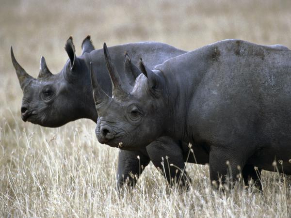 The West African Black Rhino has been officially declared extinct. It was hunted for its horn. Shame on our species.