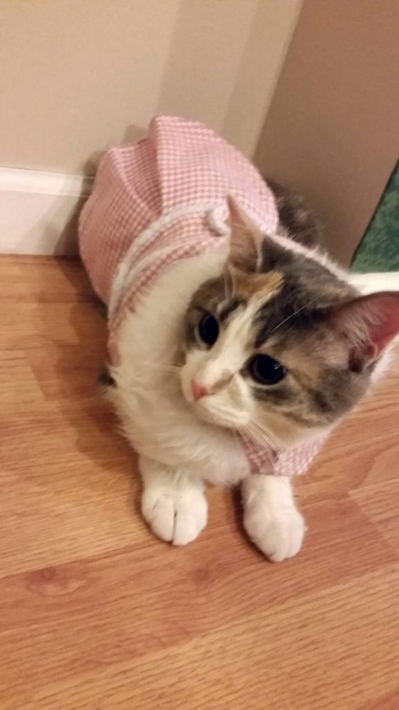 CatLadyEyeCandy's tweet photo. @DorothyHurrell @swipurr Fraulein is blushing at all the attention! #meow http://t.co/elBGn6vqE1