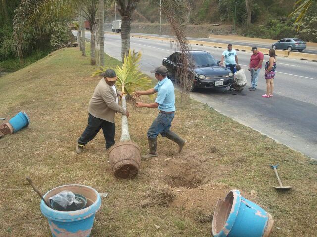 mtibarra's tweet photo. @ClubMonteclaro se siembran chaguaramos en la zona recuperada y en nuestro frente. http://t.co/58xIZrML4j
