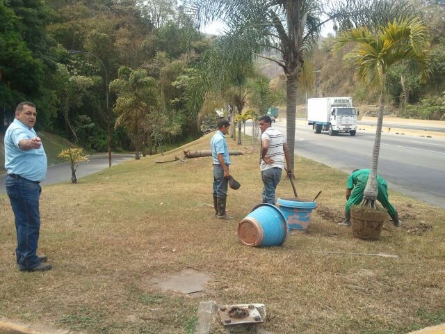 mtibarra's tweet photo. @ClubMonteclaro se siembran chaguaramos en la zona recuperada y en nuestro frente. http://t.co/58xIZrML4j