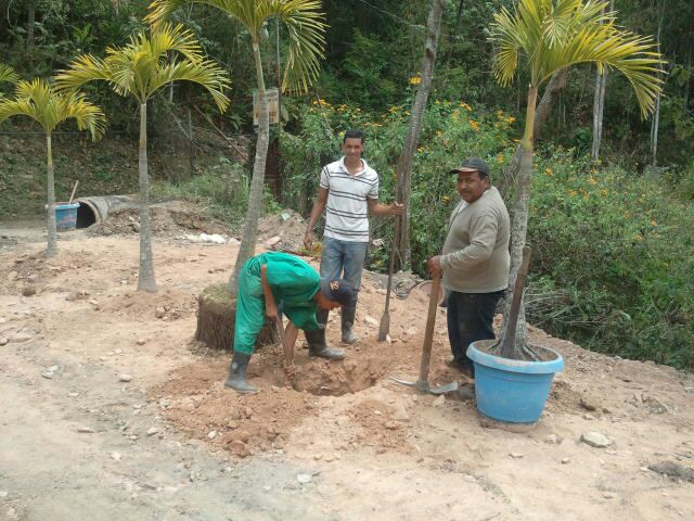 mtibarra's tweet photo. @ClubMonteclaro se siembran chaguaramos en la zona recuperada y en nuestro frente. http://t.co/58xIZrML4j