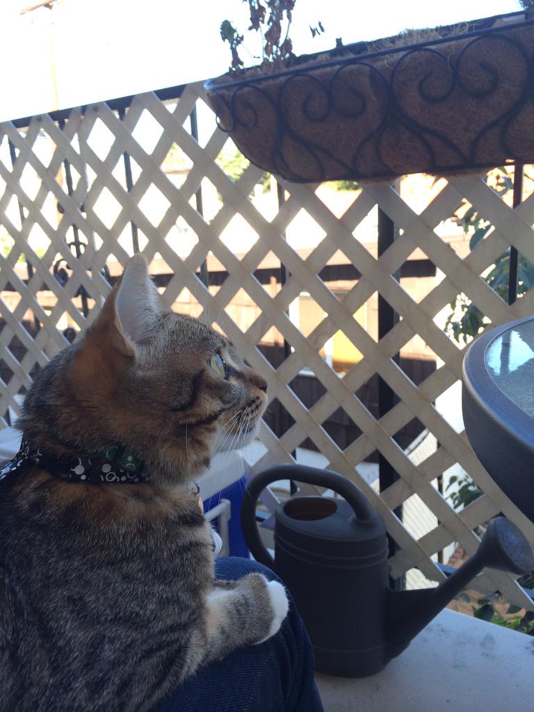 ClarkPCat's tweet image. Nice day for watching the birdies. #birdwatchers #meow #cute #kitty #cats