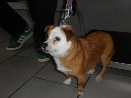 CVNavia's tweet photo. La conoces?? Perdida en Canido (Vigo). Hembra de aproximadamente 2 años. Sin chip. Comparte la información. Gracias. http://t.co/dWuJFfEYr0