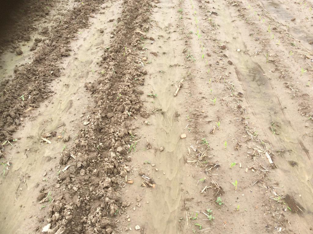manerent2's tweet photo. Found some more hog damage today. http://t.co/tih1gqzxQ2