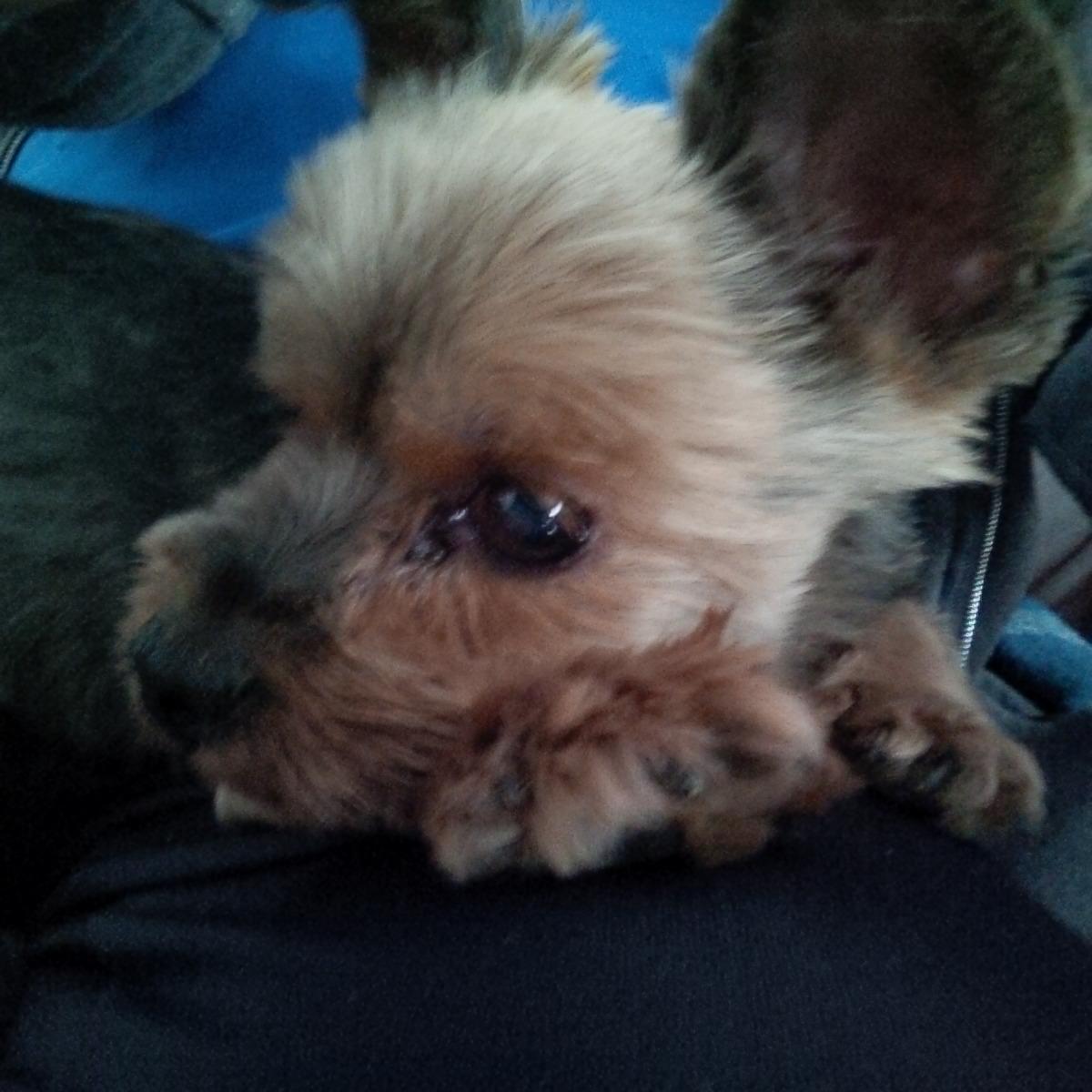 bdfowler's tweet image. You will be missed little one. I love you always. RIP Josephine.