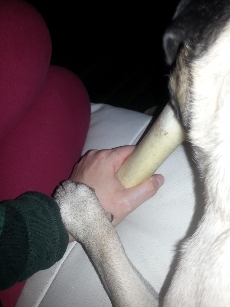 Gallagher2929's tweet photo. Sometimes he likes to include me in his bone chewing #100happydays @chrisbehindbars http://t.co/VSfc77zkjZ