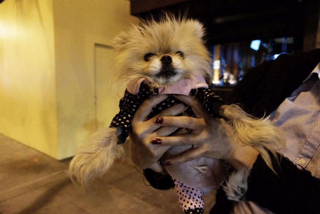 Met <a href="/GiggyVanderpump/">Giggy</a> <a href="/PumpRestaurant/">Pump Restaurant</a> the other night 🐶 #giggy