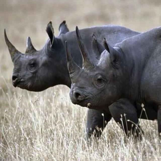 Бело черный носорог. Камерунский черный носорог. Старый носорог. Носорог Стерлитамак. Черный носорог фото.