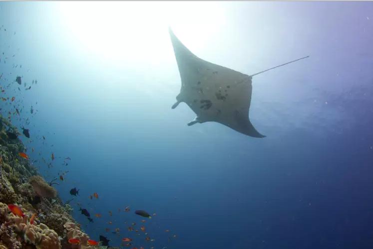 Travel To Maldives tweet media