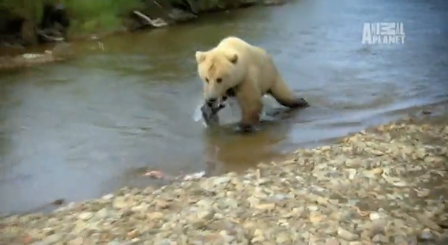 AnimalPlanet's tweet photo. Remember when Jeremy Wade lost his salmon to a bear? [VIDEO] >> http://t.co/P2lpdSSTR6 http://t.co/tbqupUeeh1