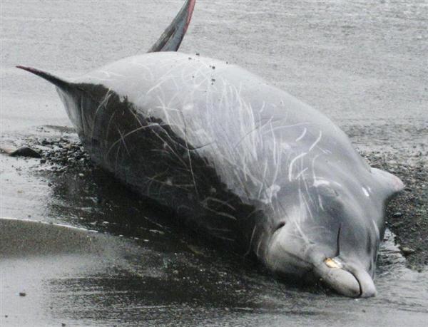 コブハクジラ