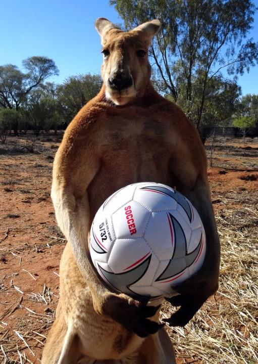 Image result for KANGAROO SOCCER MEME