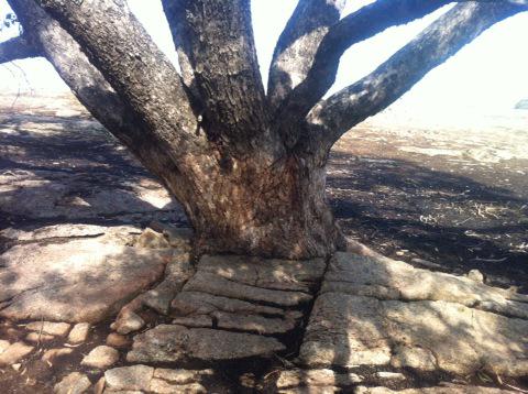 Strathbogie granite growing a tree!