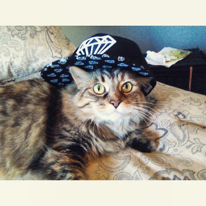 sabentley_'s tweet photo. fur baby ❤ http://t.co/5ryHcA8jVT