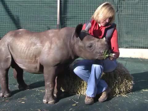 MetalOllie's tweet photo. We did this. "humanity" in pursuit of a "medicine" proven to have no effect. West African #Black Rhino. We are sorry. http://t.co/IKrh1OE78y
