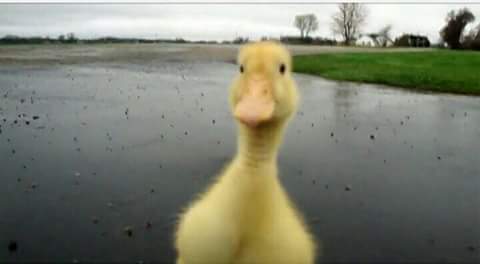 EnglertMyrielle's tweet photo. Ente,Ente,Ente,Ente,Ente,Gans http://t.co/3X5Nz3TFXe