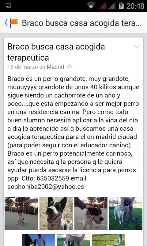 KarmaAnimal's tweet photo. Braco en #adopcion en #madrid http://t.co/V5O8T1YapZ