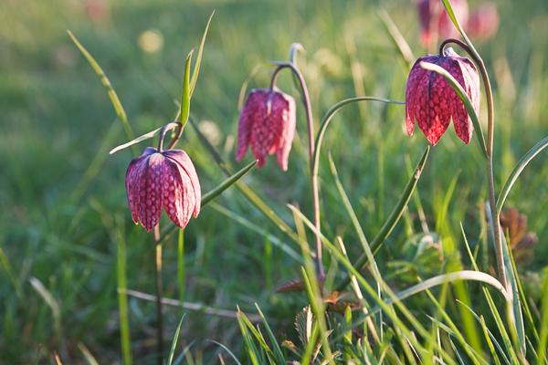 The Wildlife Trusts tweet media