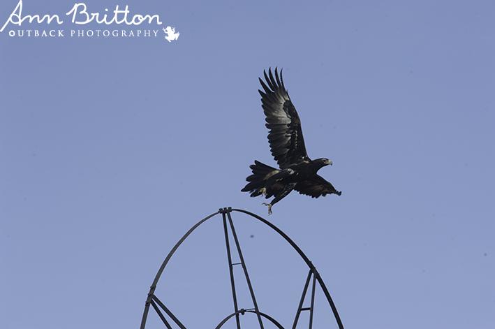 annbritton's tweet photo. from its 1800's built view point, I annoy an eagle to lift off for my #borerun therapy photography #asitisMyOutback http://t.co/m4eUIRavla