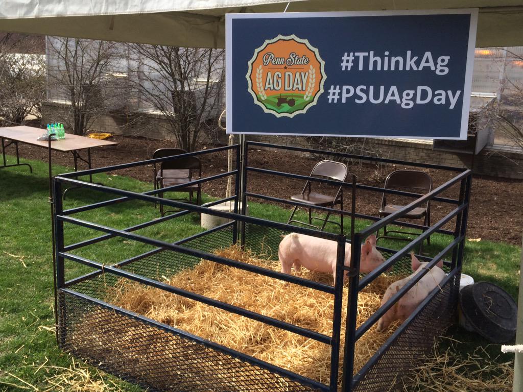 AgDayPSU's tweet photo. Look at these adorable @agsciences piglets! #PSUAgDay http://t.co/zH2AO2lrdz