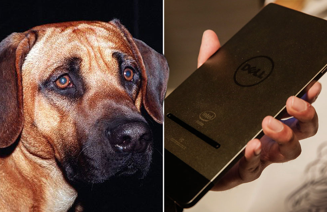 Man accidentally sent girlfriend video of him having sex with their DOG bit.ly/1Oeg5Ix